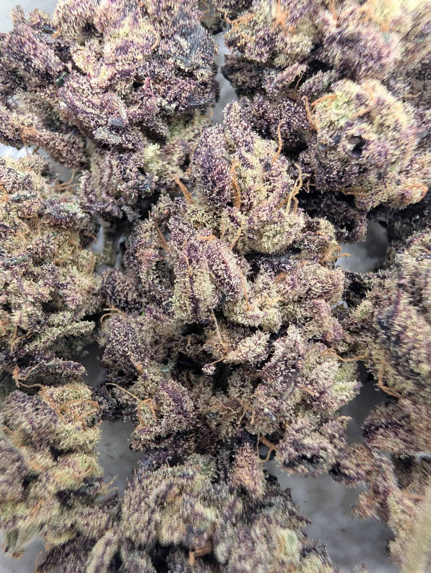 Hexxed (indoor)