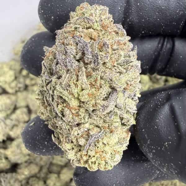 Gelato King ( Indoor ) Indica Hybrid