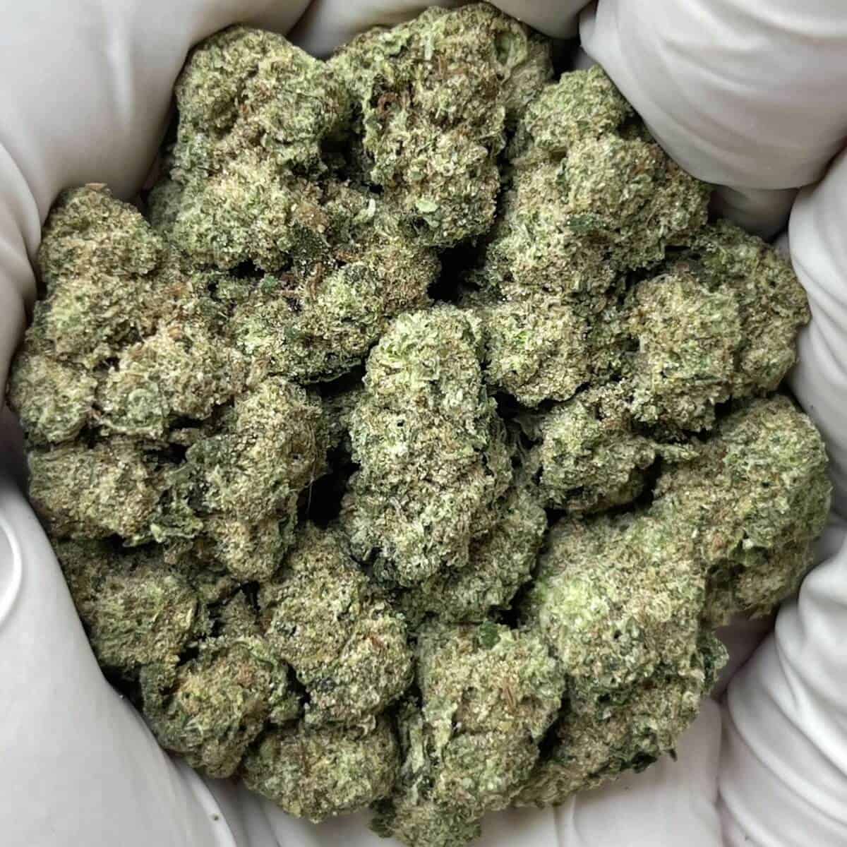 Grape Gas THCa