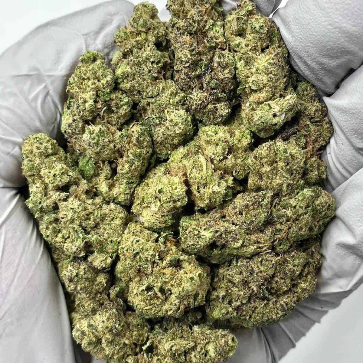 GovernMint Oasis THCa