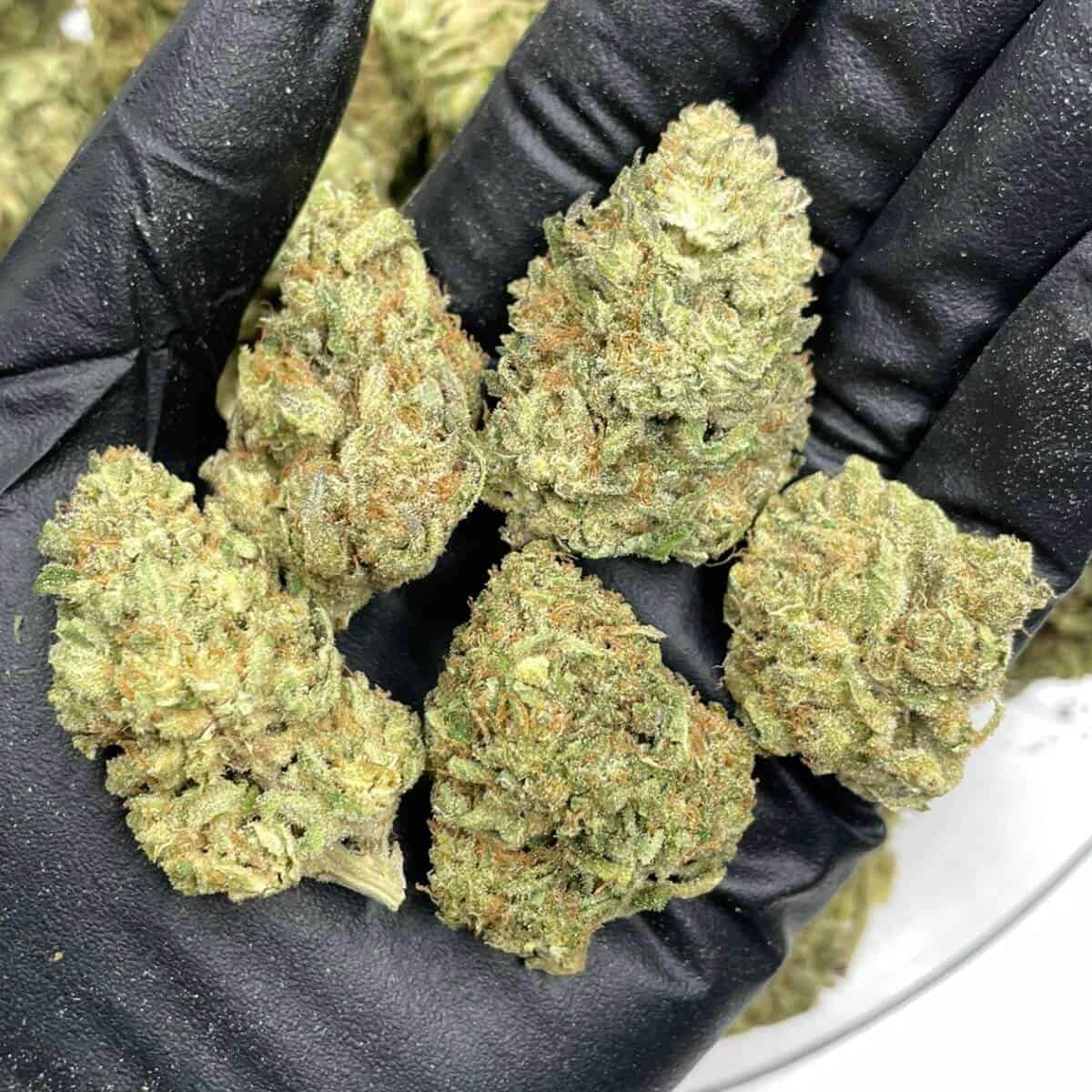 Bolo Runtz THCa