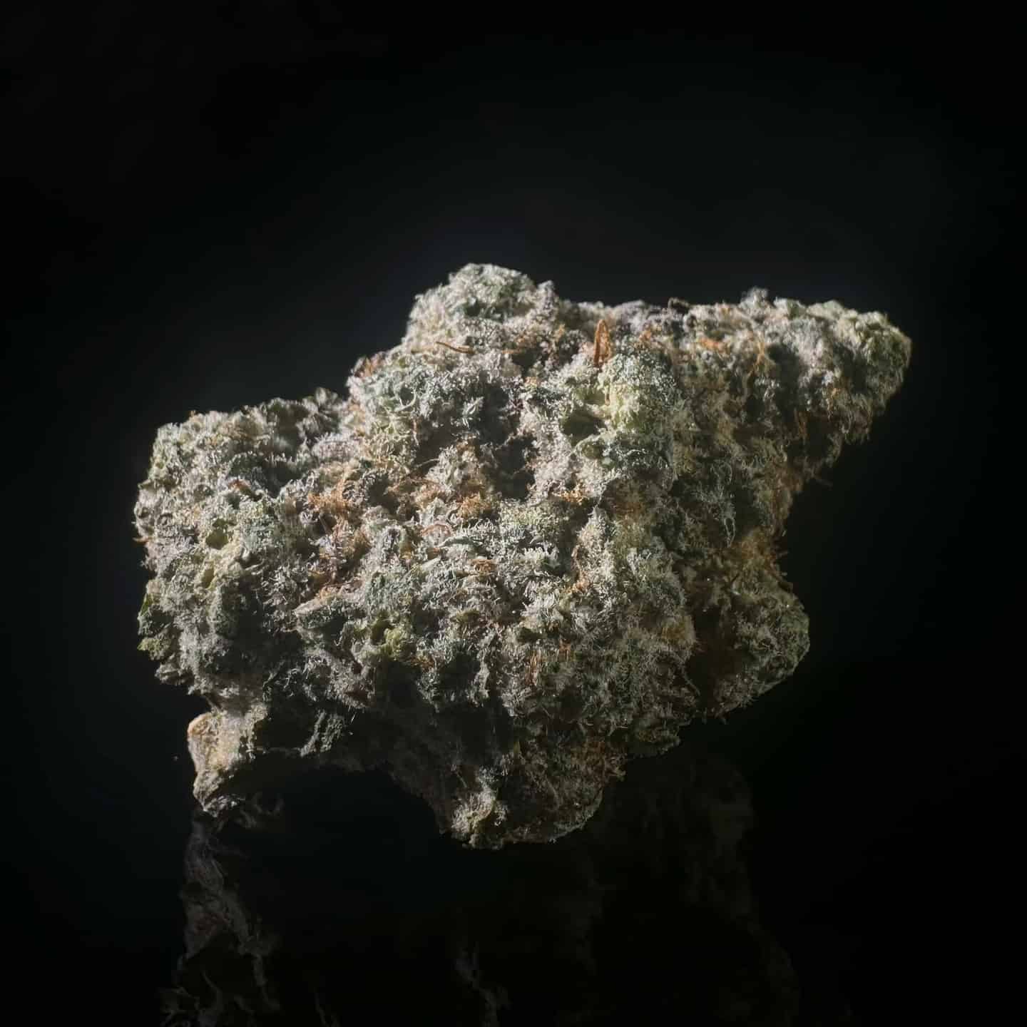 Lemon Pound Cake – Cured THCA Flower 26.82% – PhytoFamily Farms Grown **GOLD SHELF**