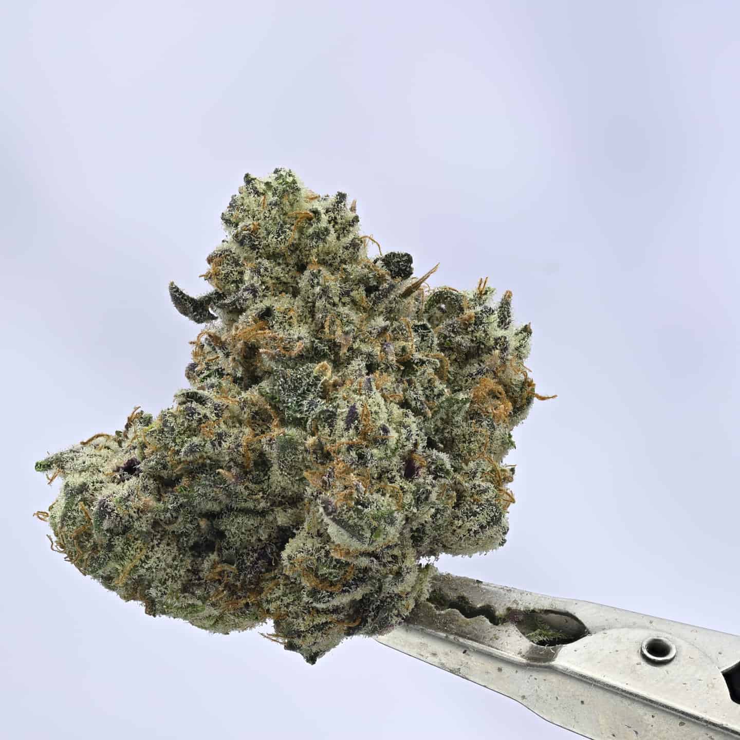 Yacht Club – Milk Pop – 3.5g