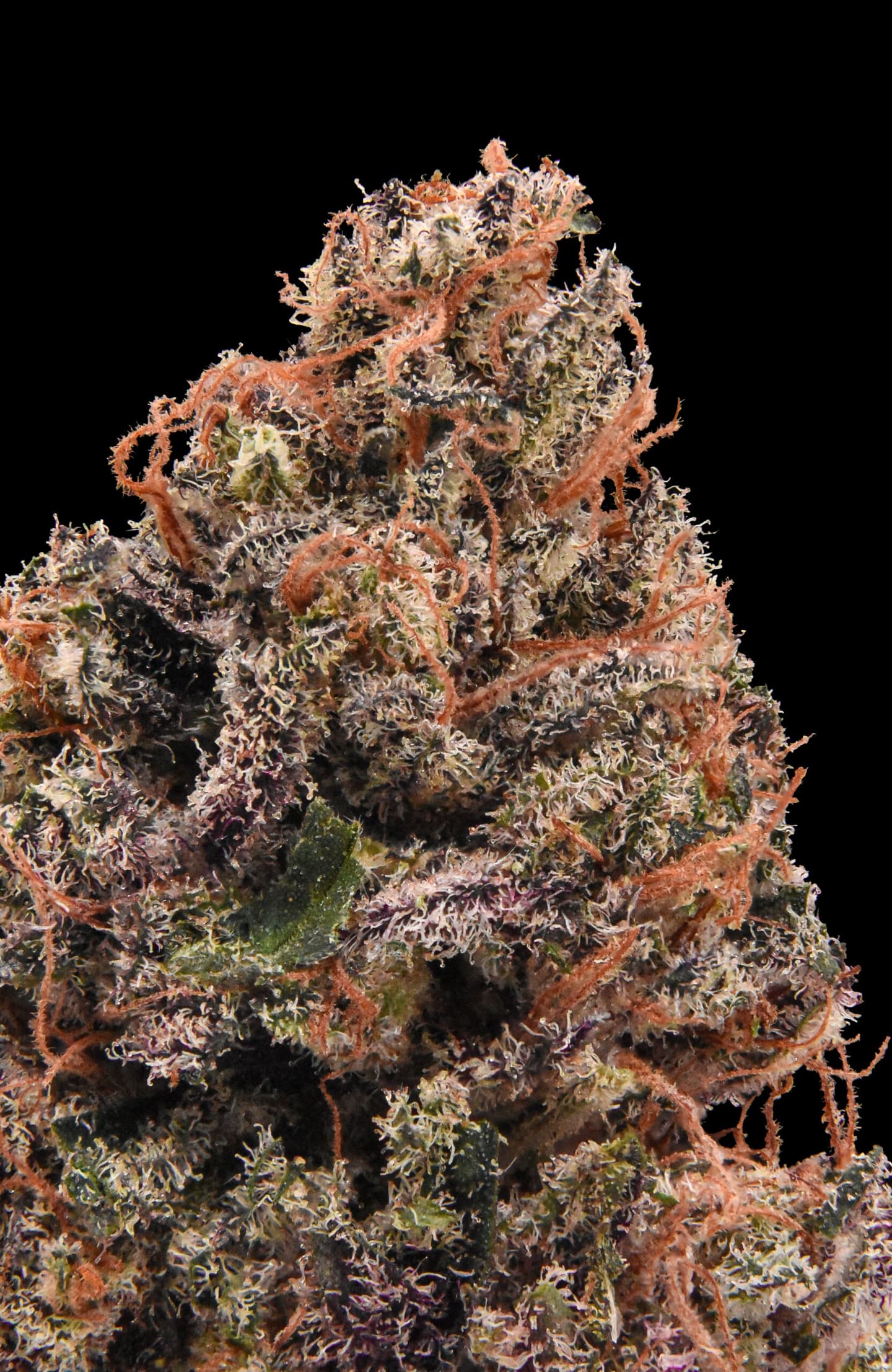 Grape Tape (indoor)