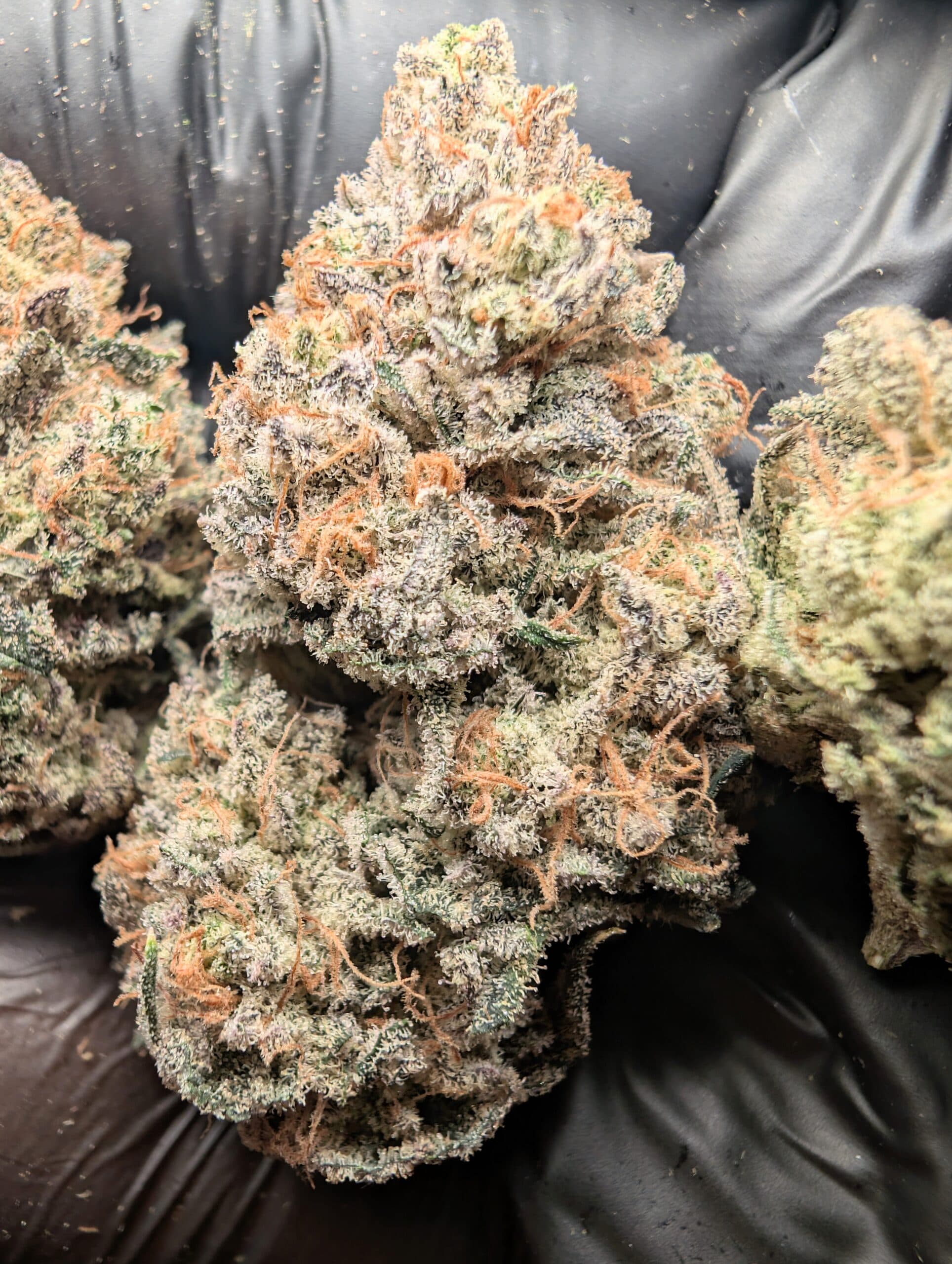 Gaia Goo (indoor)