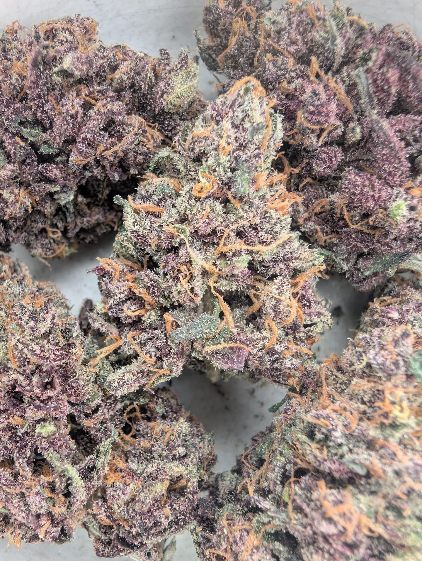 Sunset Sorbet (indoor)