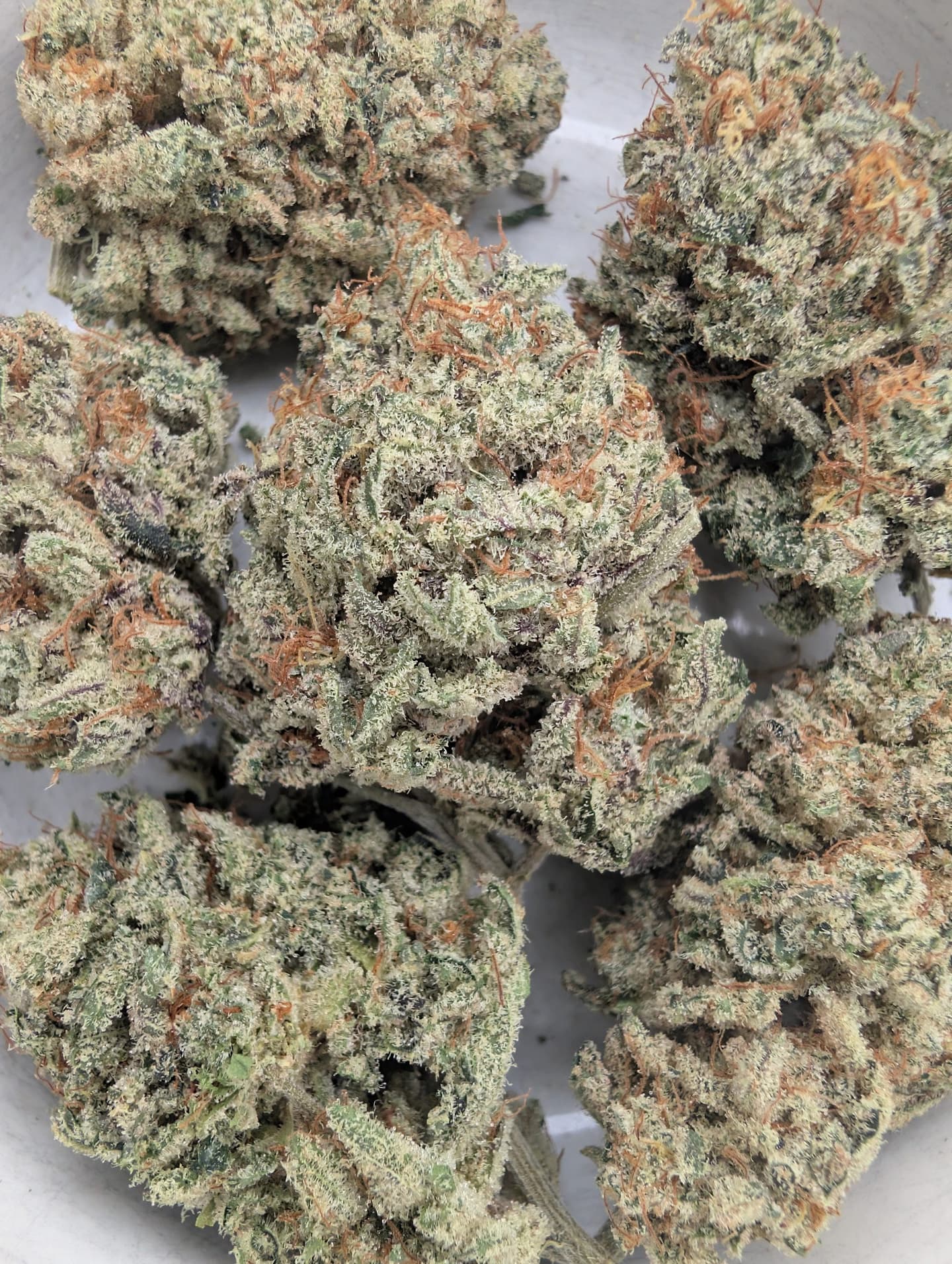 Terra Fuel (indoor)