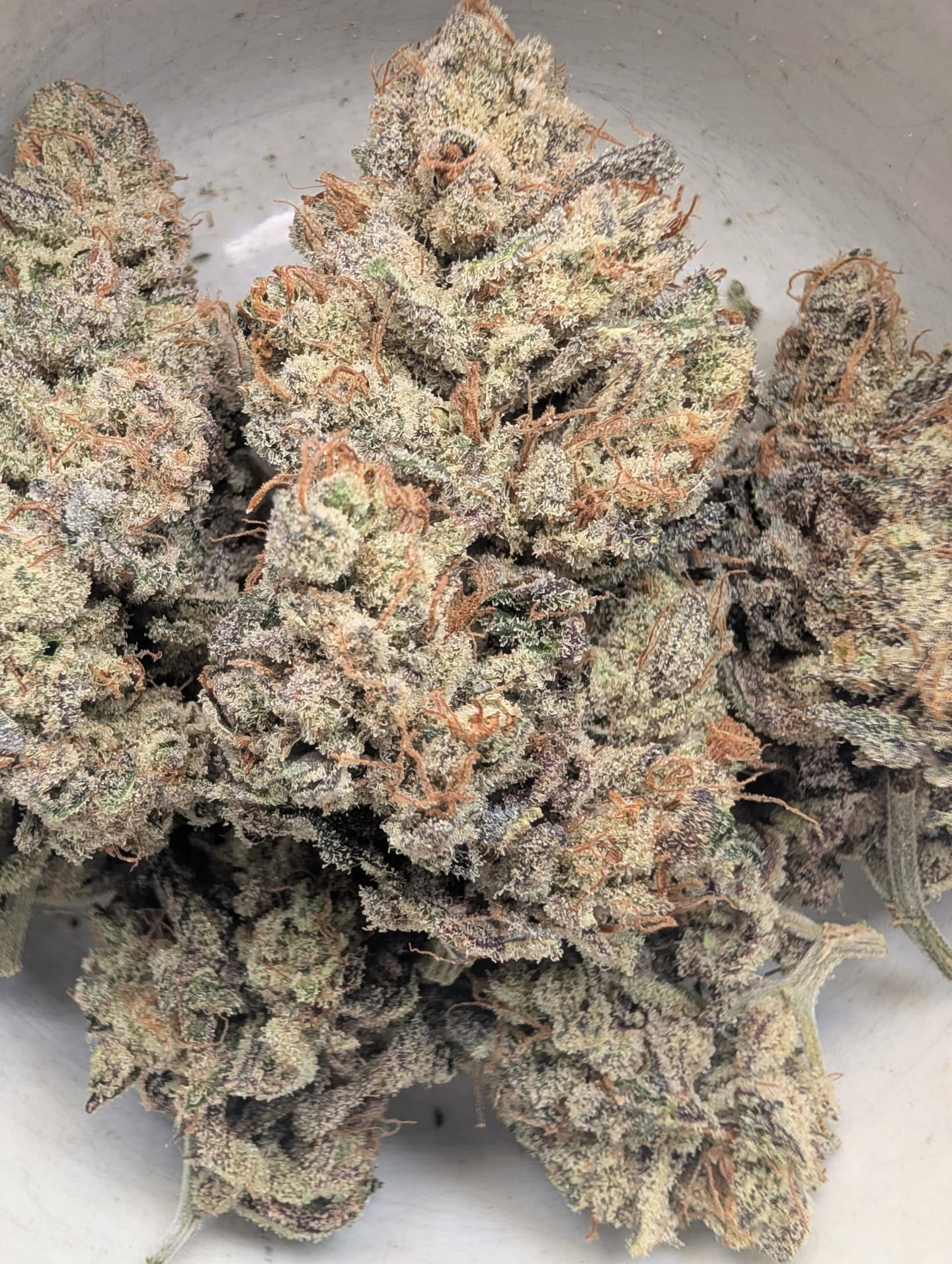 Blue Eyes White Kush (indoor)