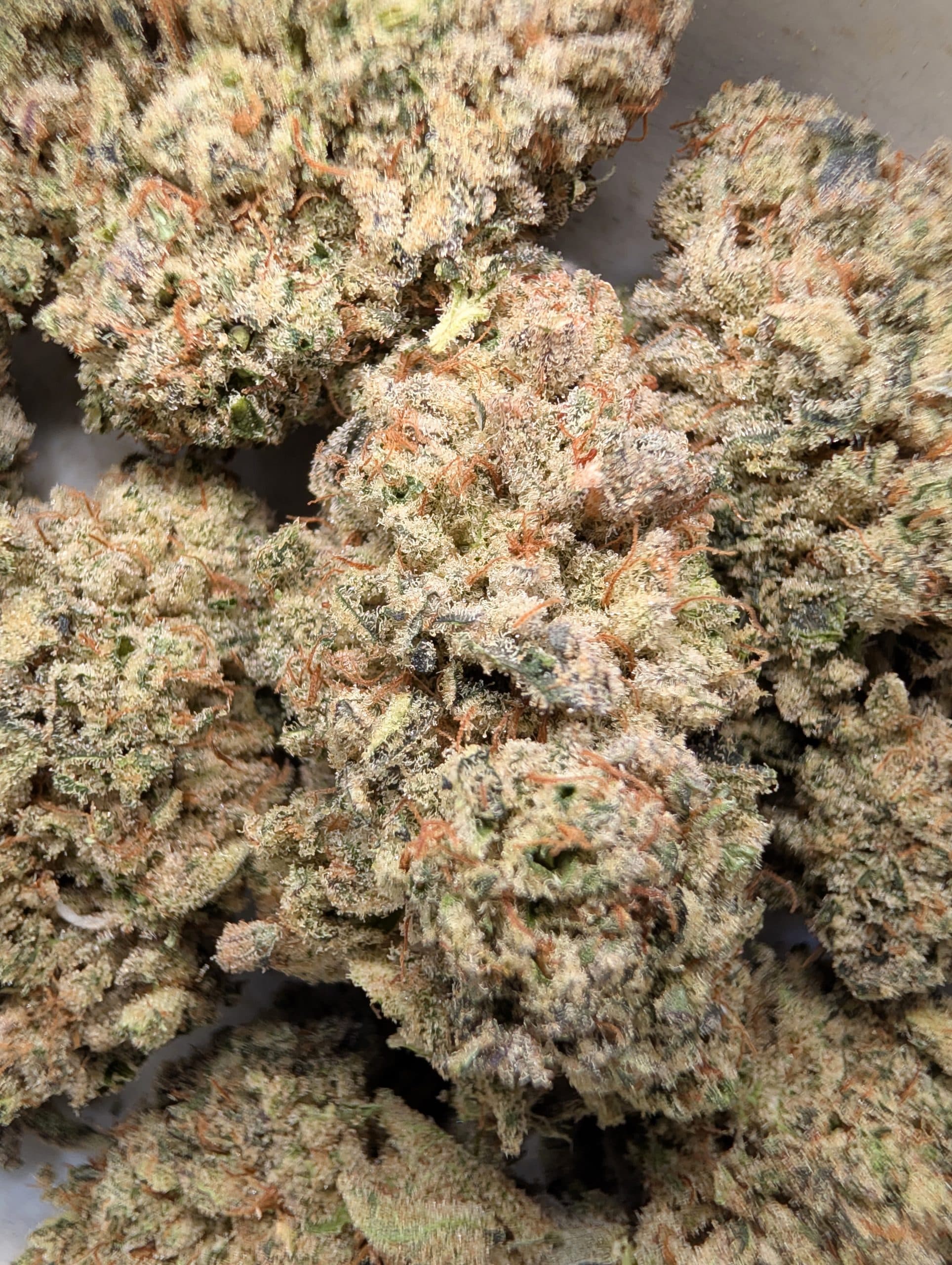 Lemdawg (indoor)