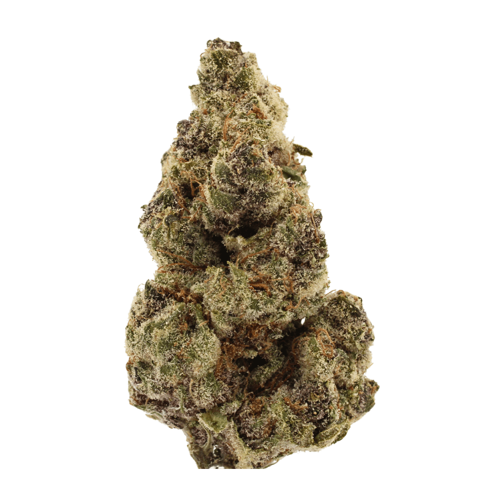 Scorpion | THCa Flower | Tier 1 – 28 Grams
