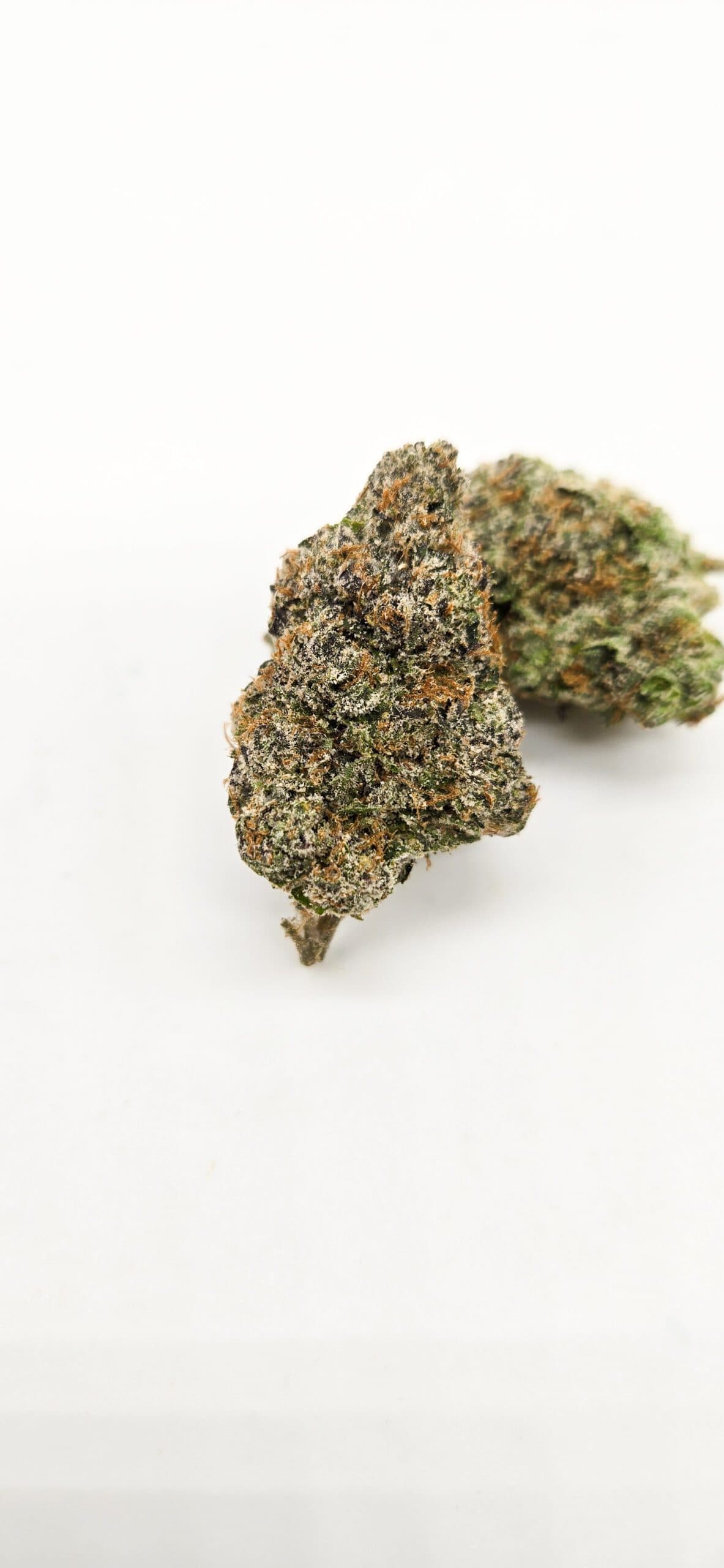 Purple Candy ( Indoor ) Indica Hybrid
