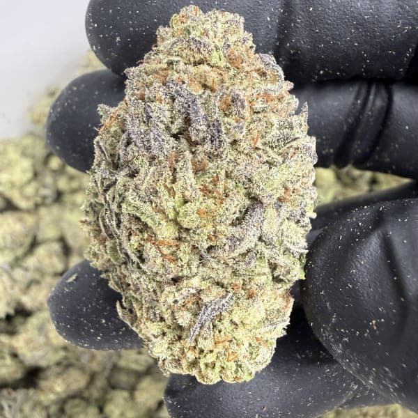 Gelato King ( Indoor ) Indica Hybrid