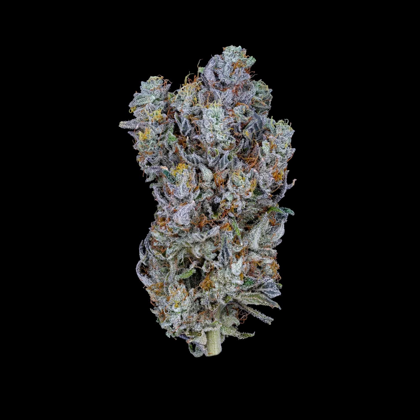 Pink Runtz THCA Flower