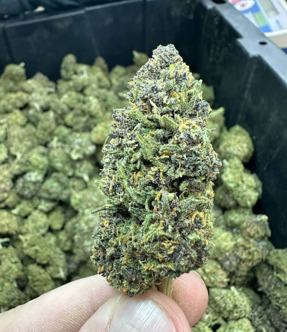 Bulk Flower