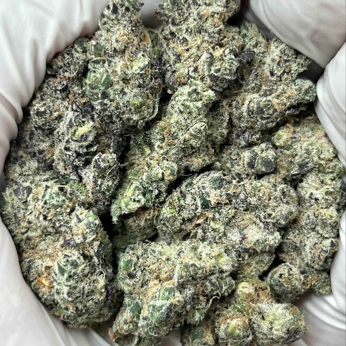 GovernMint Oasis THCa Indoor