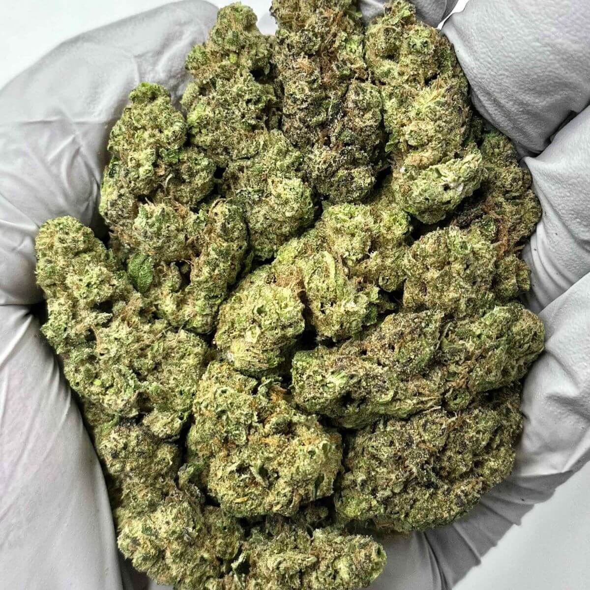 GovernMint Oasis THCa