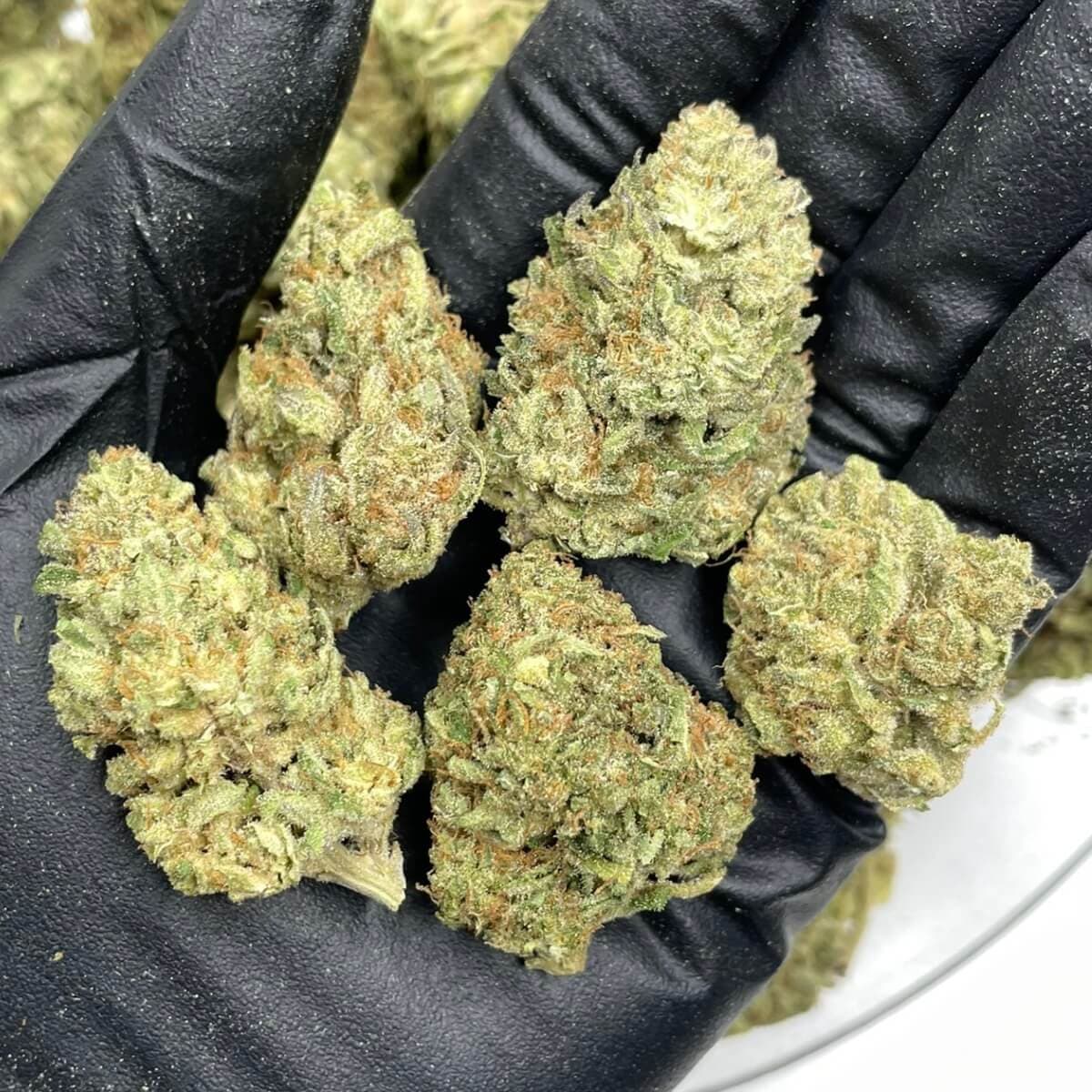 Bolo Runtz THCa