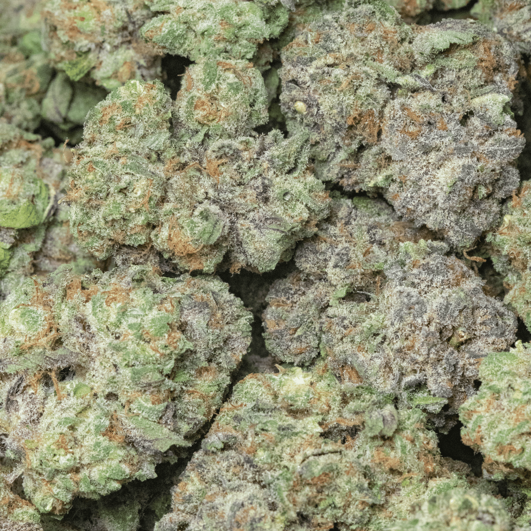 BlueFire Kush