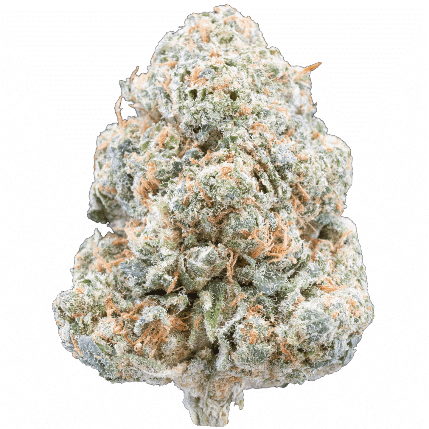 Berry Dabba Doo