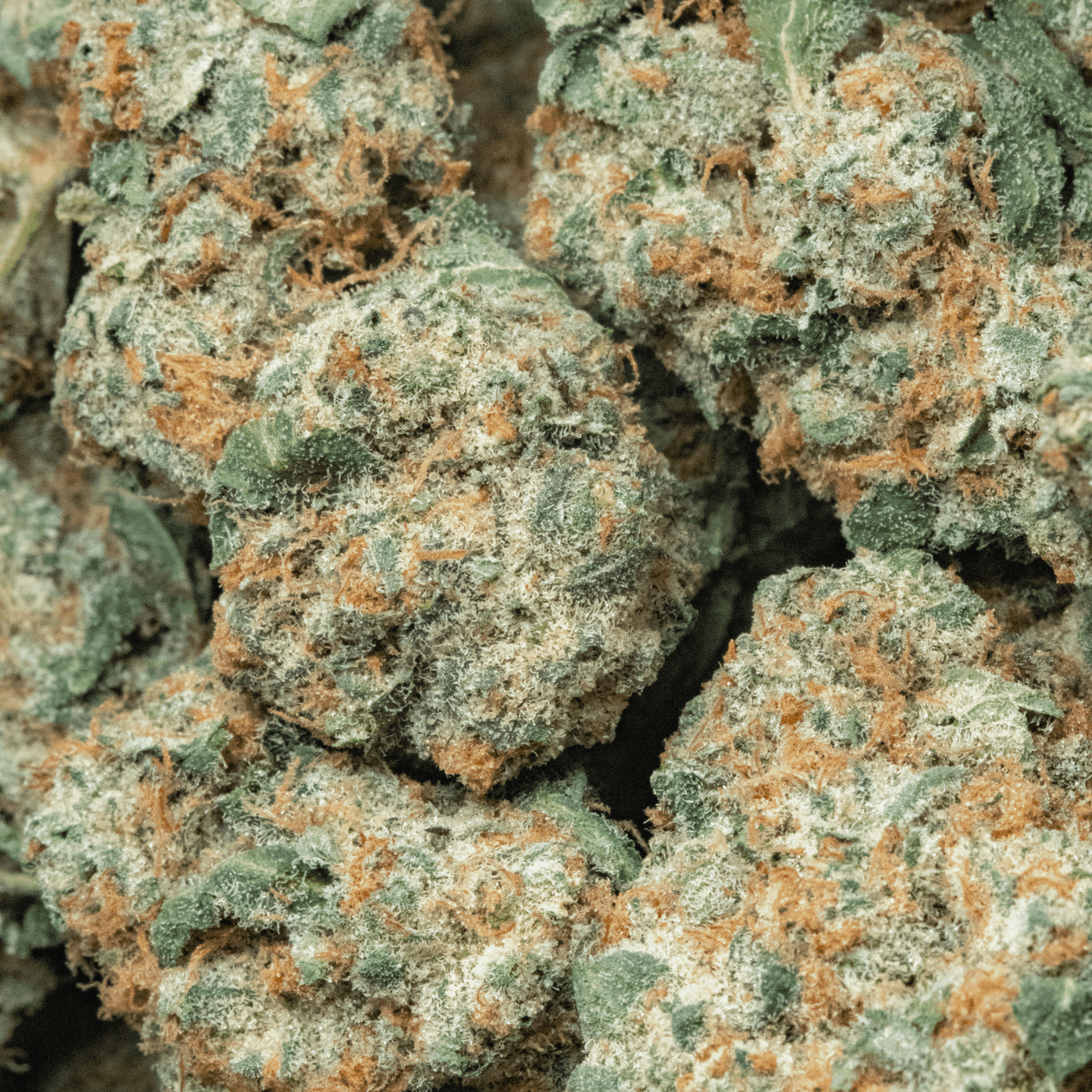 Mind Fritter