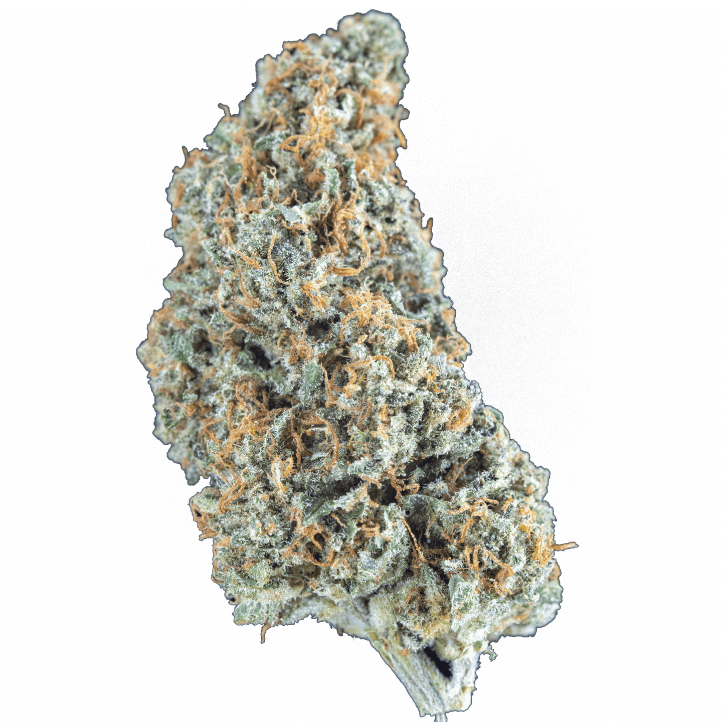 Glacial Kiss