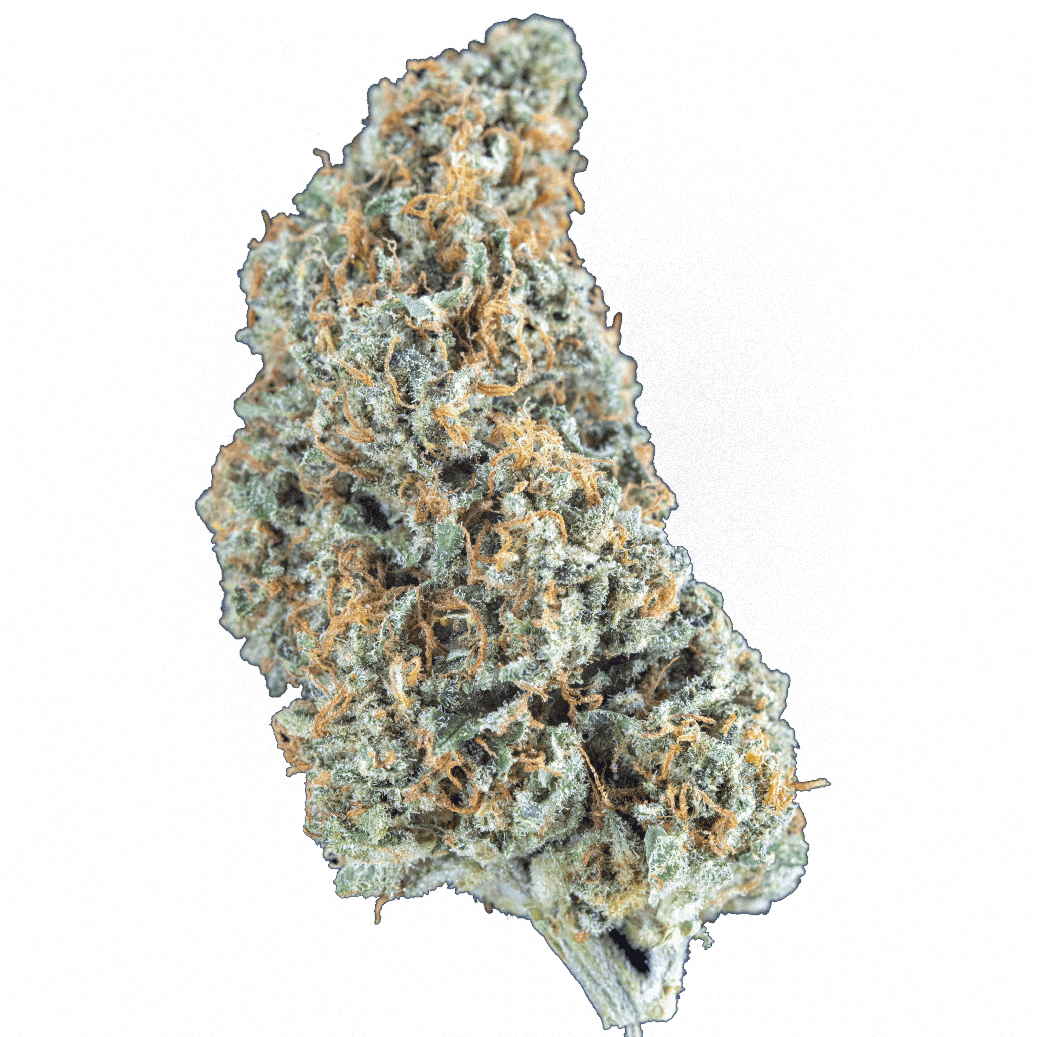 Glacial Kiss