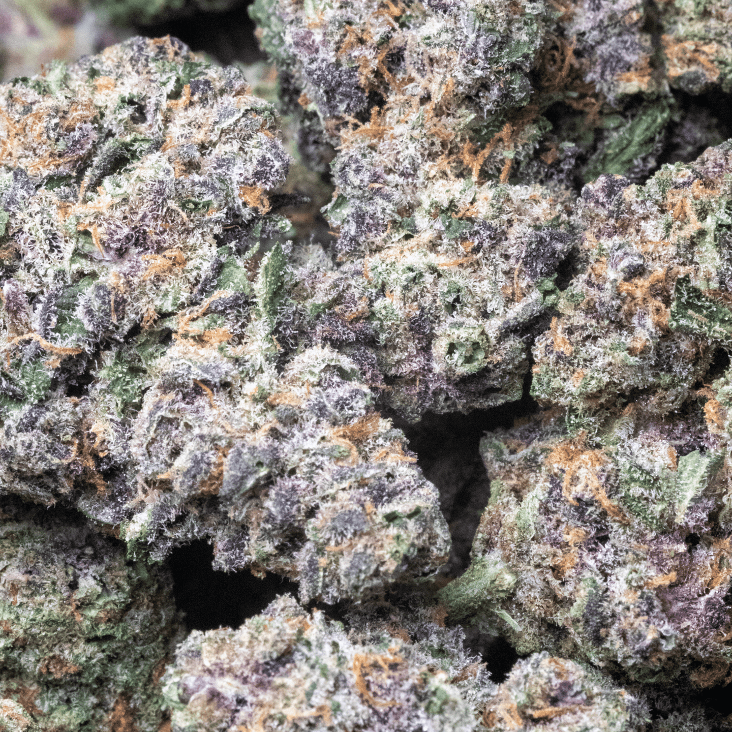 Rainbow Sherbet