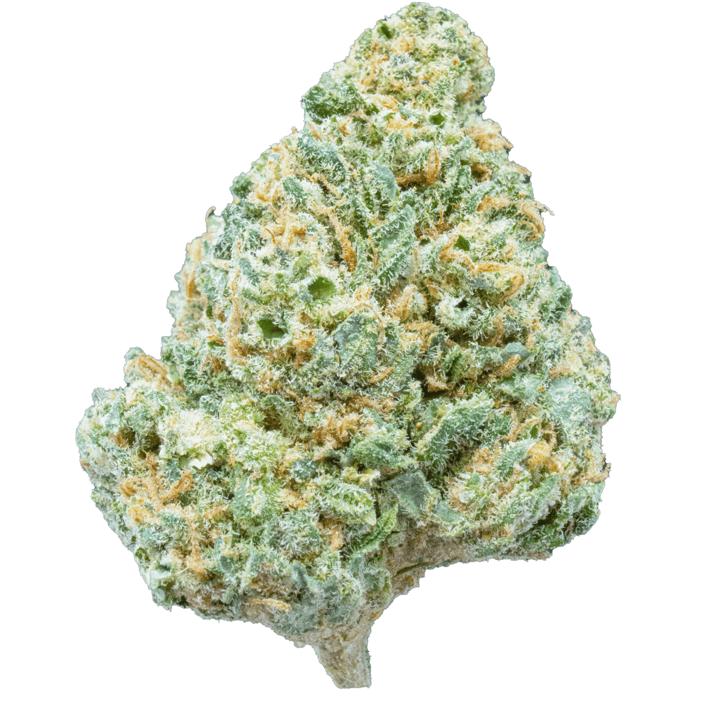 Panther Kush