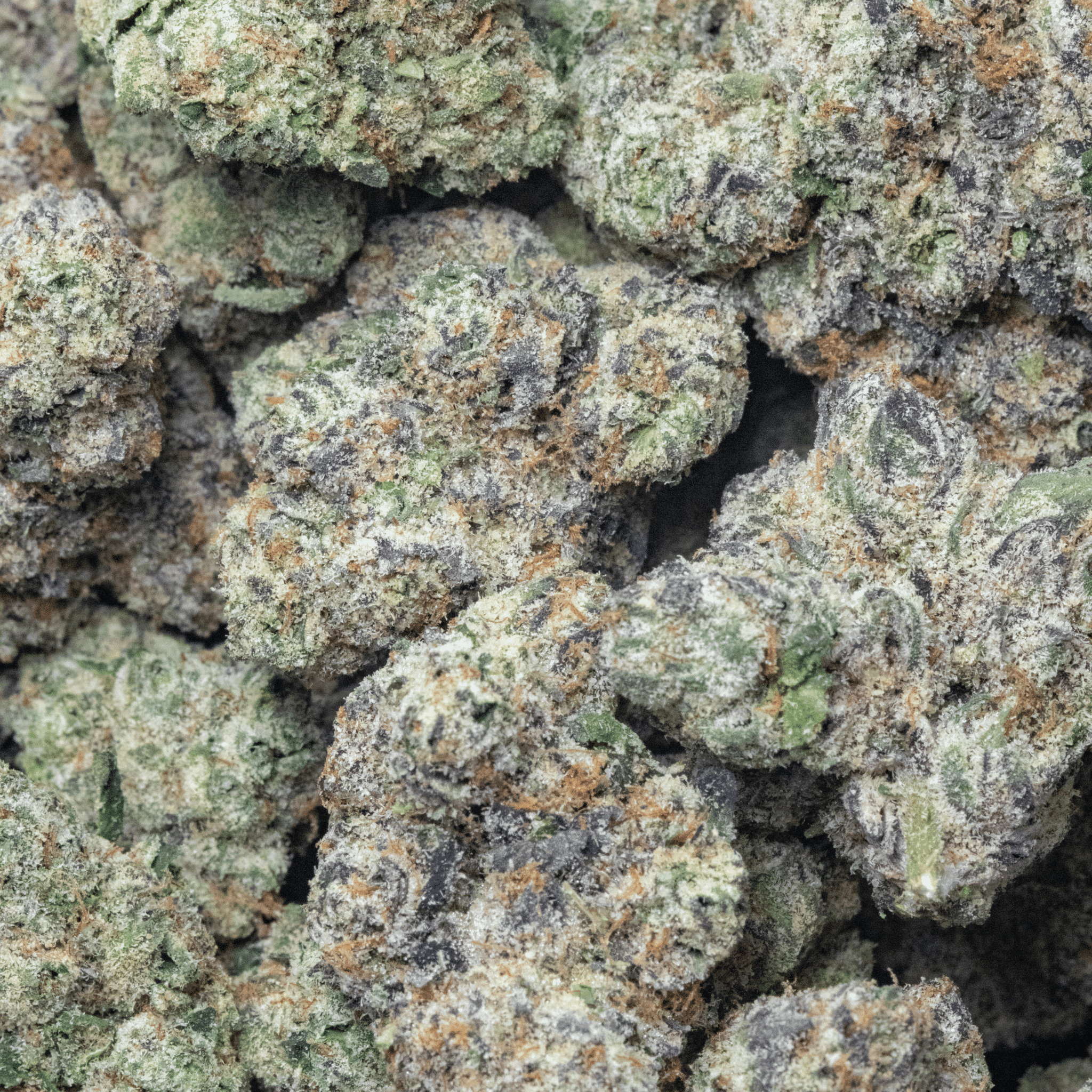 Gelato Z