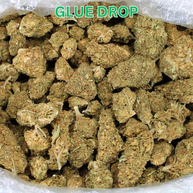 Glue Drop Smalls