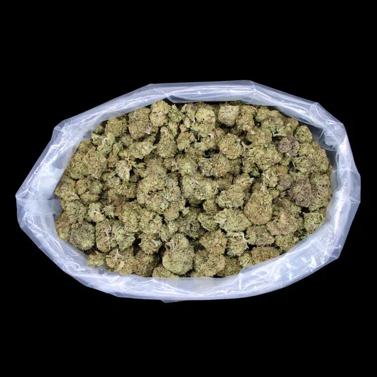 Gas Face Smalls