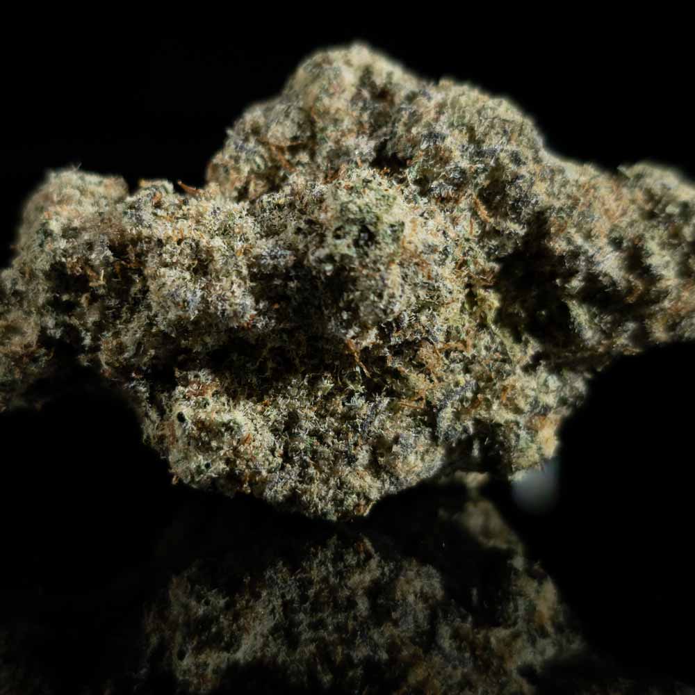 Black Ice – Cured THCA Flower 27.16% – PhytoFamily Farms Grown **GOLD SHELF**