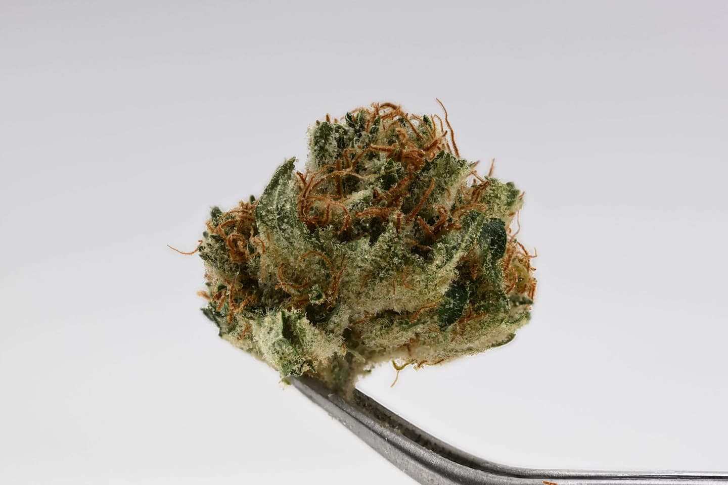 Untrimmed NTK Lemon Banana Sherbet – 14g