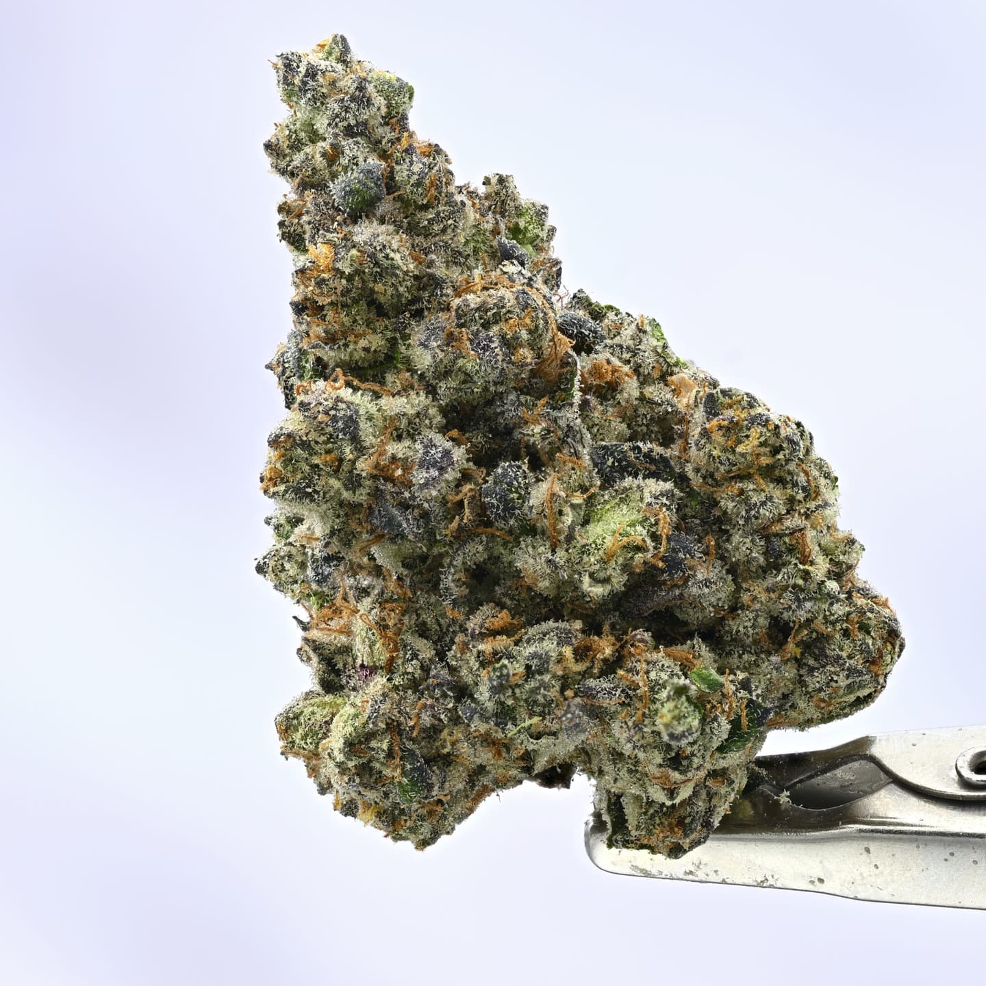 Julius Caesar – 3.5g