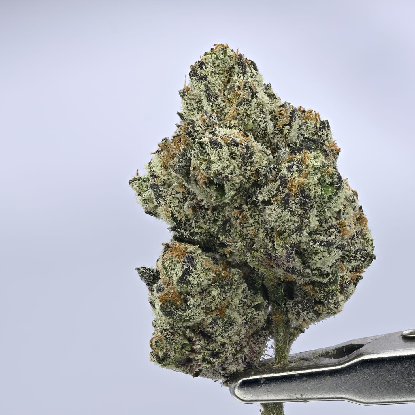 Berry Popz – 14g