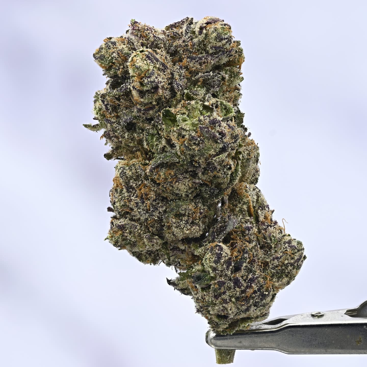 Blue Lobster – 3.5g