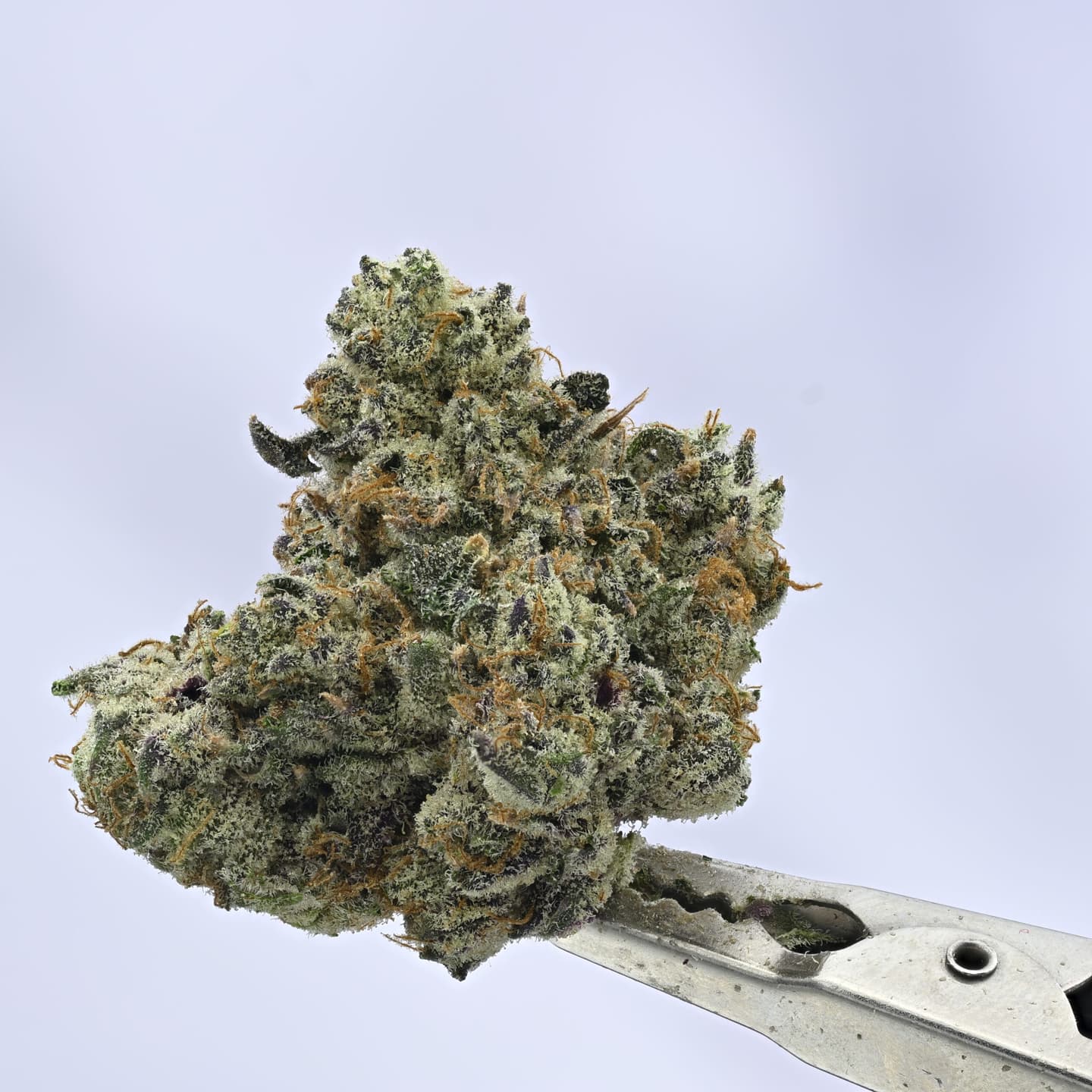 Yacht Club – Milk Pop – 3.5g
