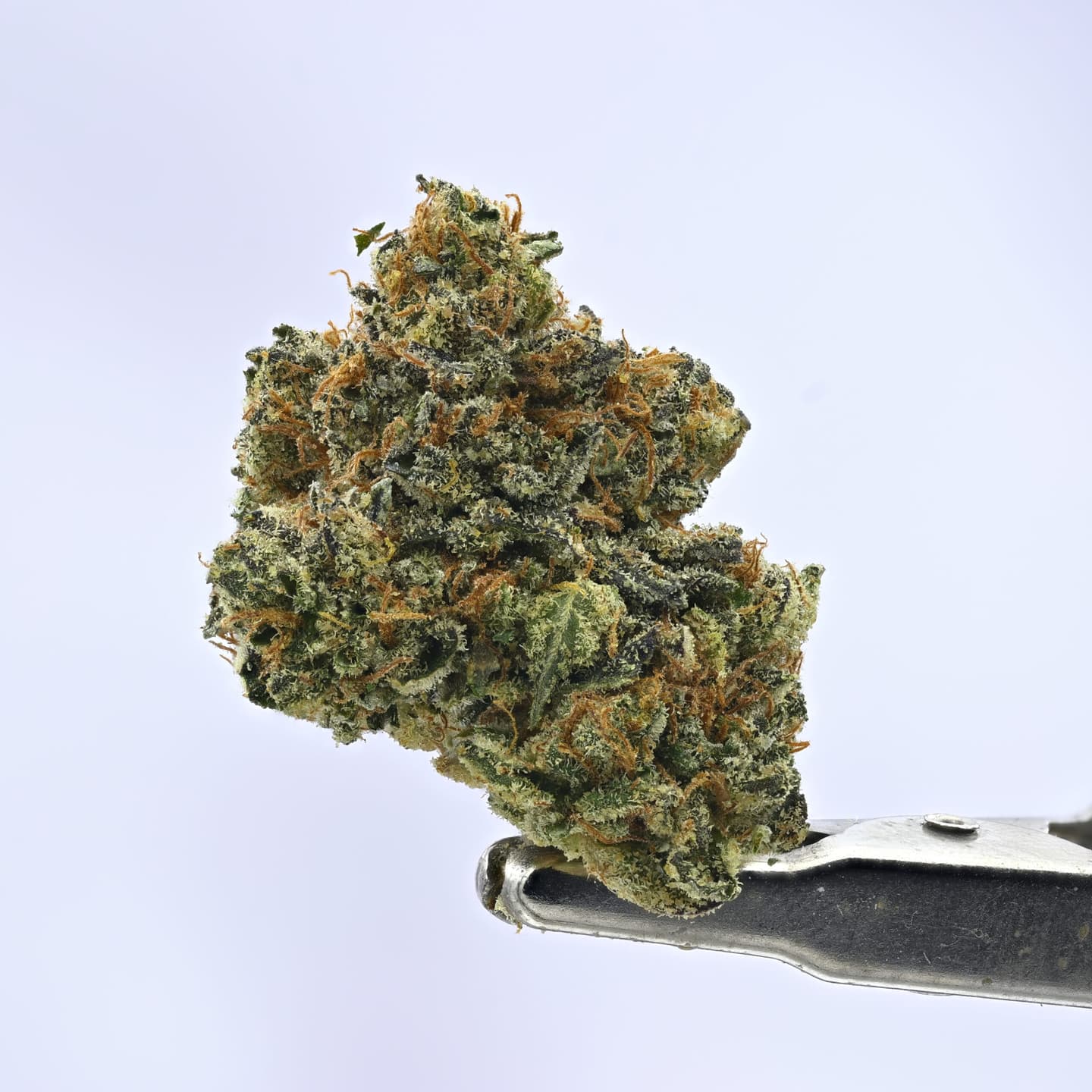 Living Soil- Rainbow Z – 3.5g
