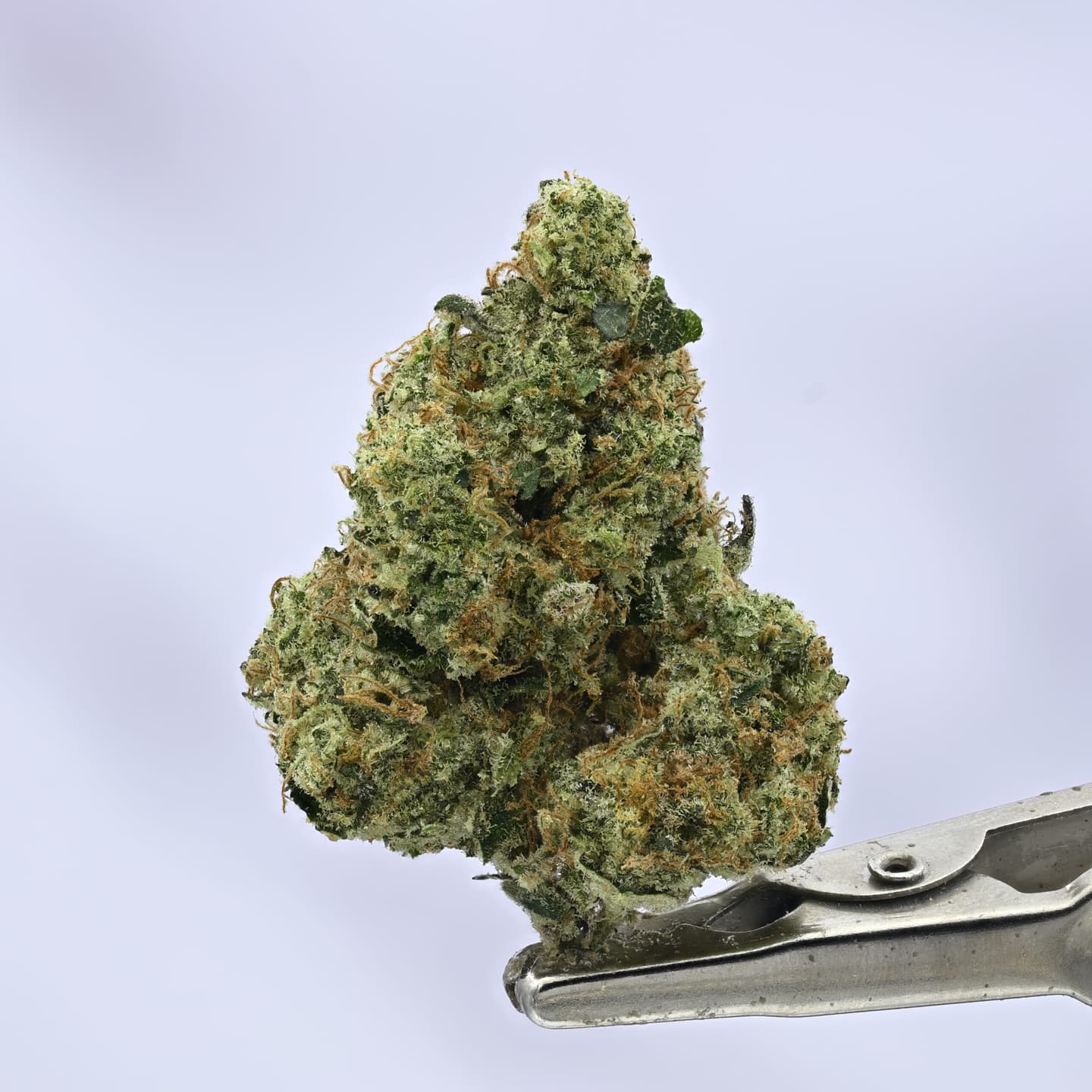 Sour Animal Cookies – 3.5g