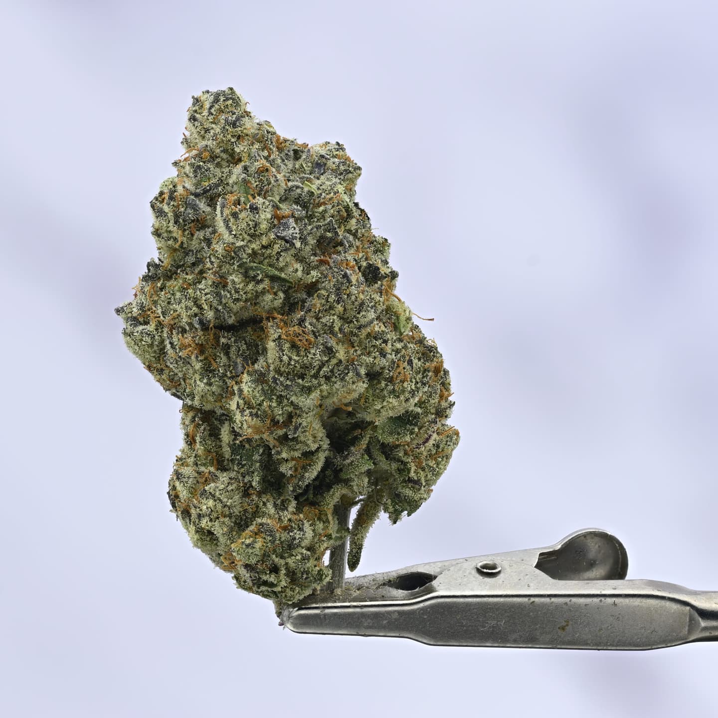 Living Soil – Sasquatch – 7g