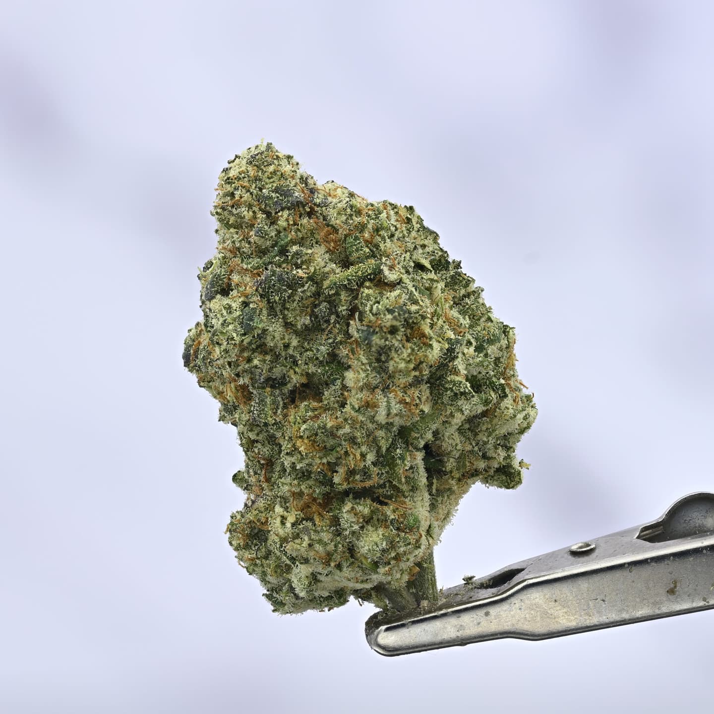 Living Soil – Zpie – 3.5g