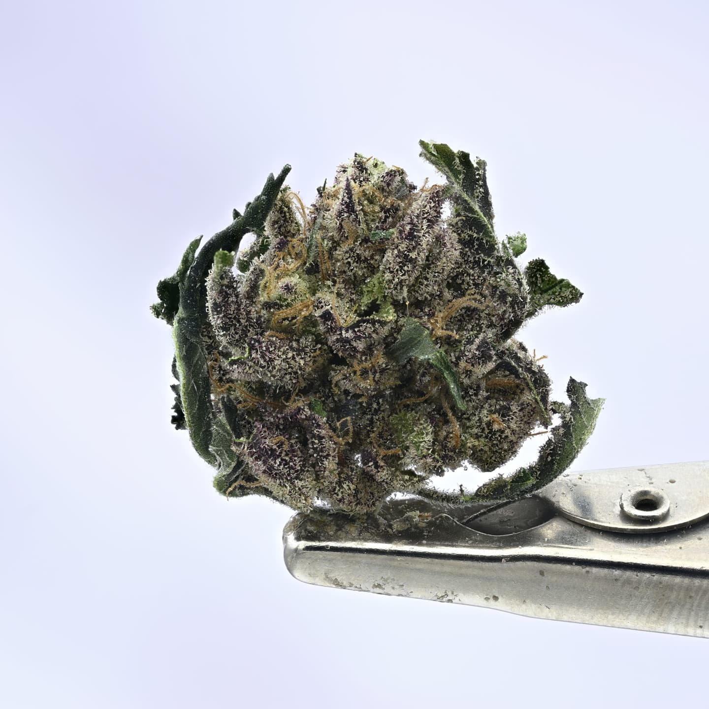 NTK Untrimmed Smalls – Hash Burger – 7g