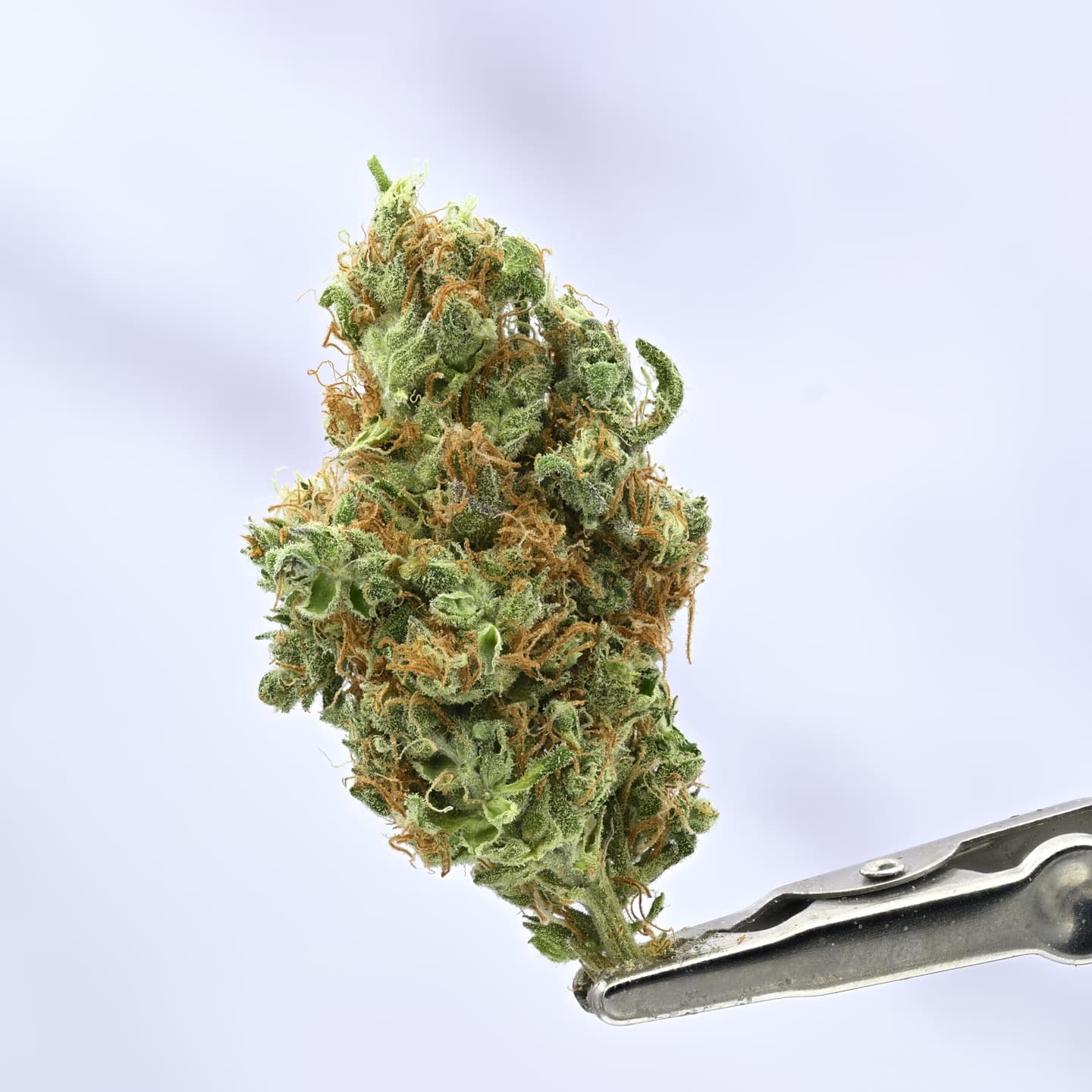 Sour Tangie – 14g