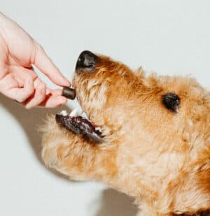 3mg Beef Flavored Dog Treats