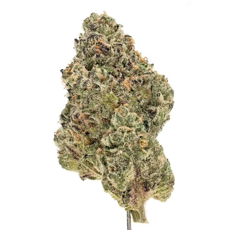 Permanent Marker Strain