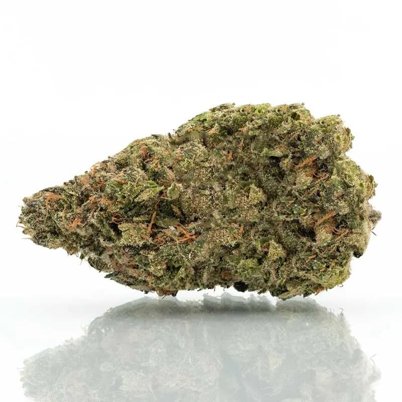 Black Maple Strain