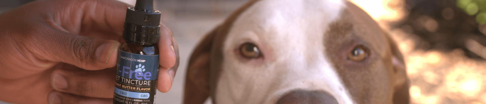 Pets and Animals