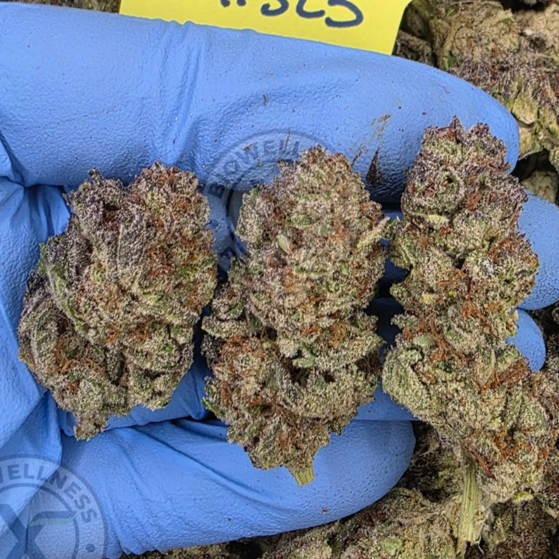 Budget THCa Flower Without the Premium Price – Choose Your Type: Indica, Step 2: Select Your Strain: Premium