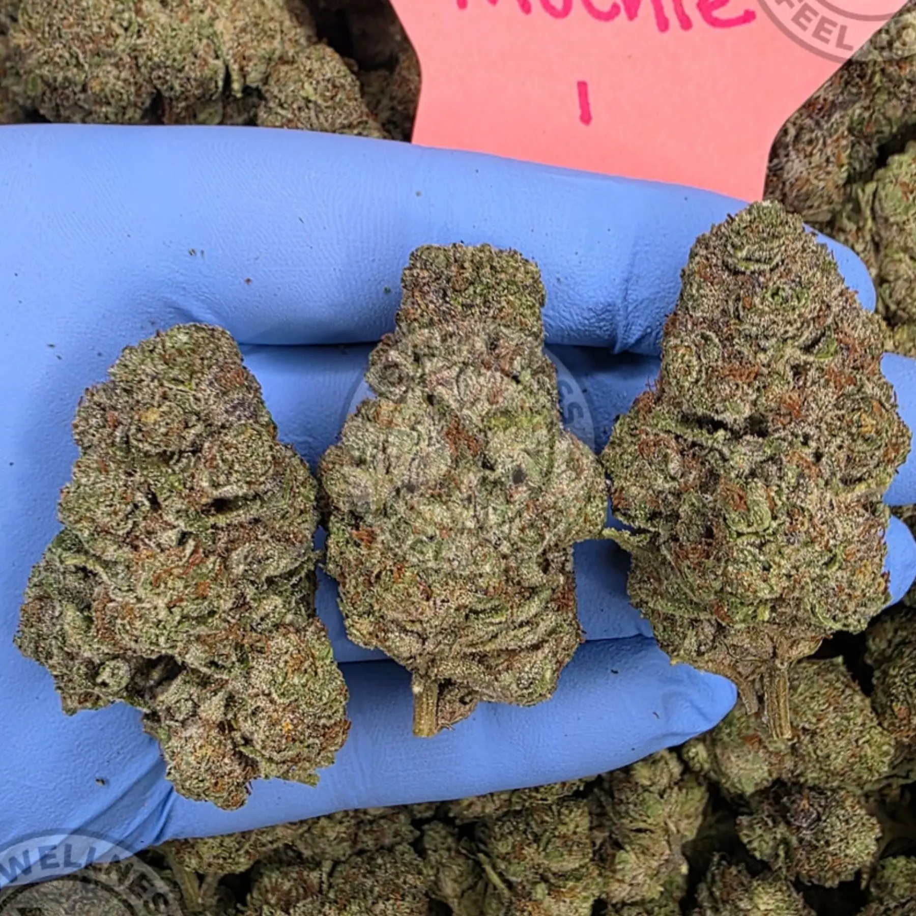 Budget THCa Flower Without the Premium Price – Choose Your Type: Hybrid, Step 2: Select Your Strain: Premium