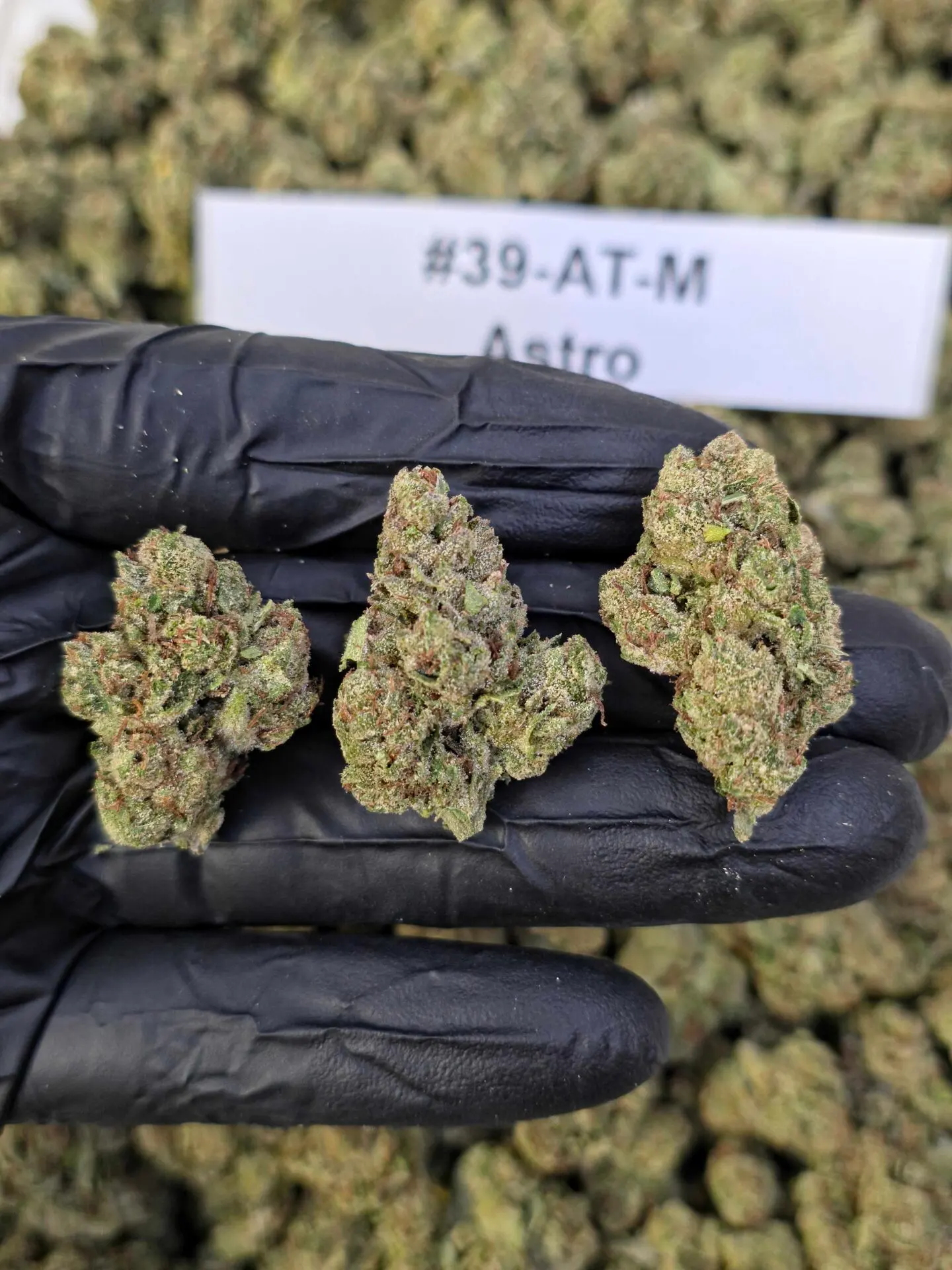 Budget THCa Flower Without the Premium Price – Choose Your Type: Sativa, Step 2: Select Your Strain: AAA
